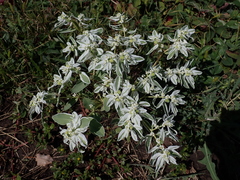 Euphorbia marginata
