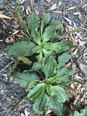 Plantago