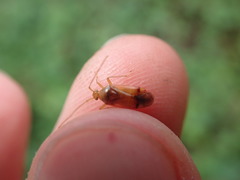 Pinalitus rubricatus