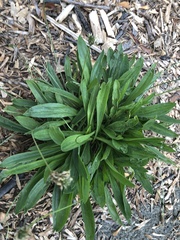 Plantago lanceolata