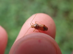 Pinalitus rubricatus