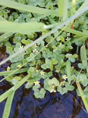 Ranunculus hederaceus