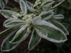Euphorbia marginata