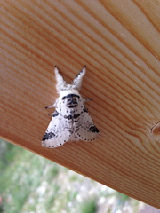 Furcula scolopendrina