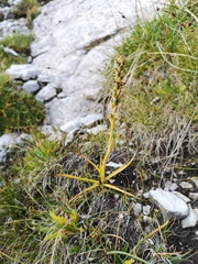Chamorchis alpina