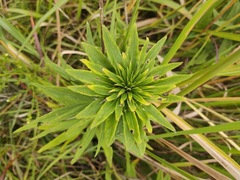 Liatris aspera