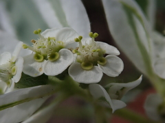 Euphorbia marginata