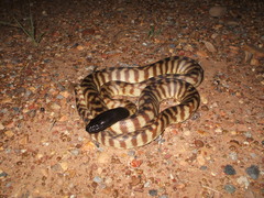 Aspidites melanocephalus