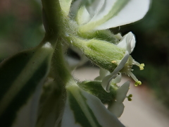 Euphorbia marginata