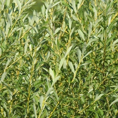 Salix vinogradovii