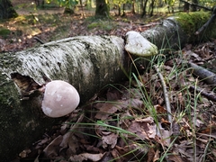 Fomitopsis betulina