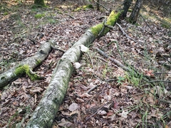 Fomitopsis betulina