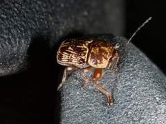 Pachybrachis turbidus