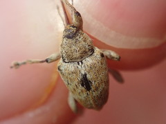 Curculio pellitus