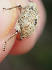 Curculio pellitus