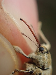 Curculio pellitus