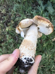Agaricus julius