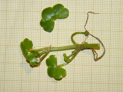 Ranunculus hederaceus
