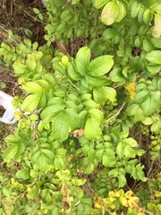 Rosa rugosa