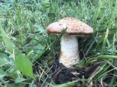 Agaricus julius