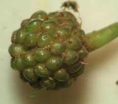 Ranunculus hederaceus