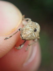 Curculio pellitus