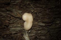 Araucaria cunninghamii