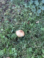 Agaricus julius