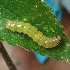 Psara obscuralis