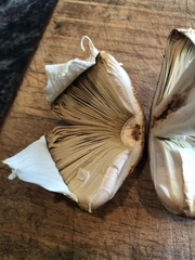 Agaricus julius