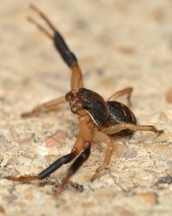 Xysticus texanus
