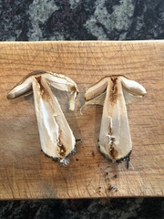 Agaricus julius