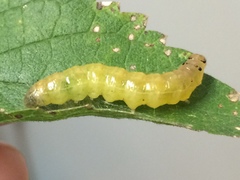 Psara obscuralis