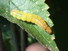 Psara obscuralis