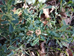 Medicago