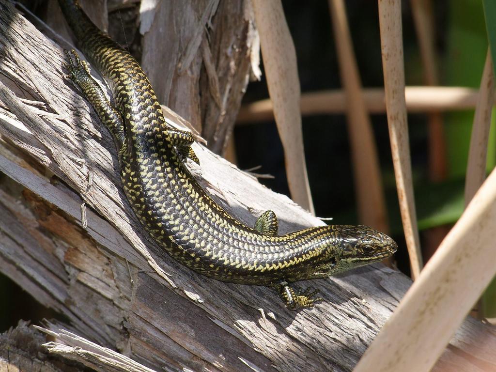 Eastern Mourning Skink