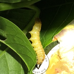 Psara obscuralis