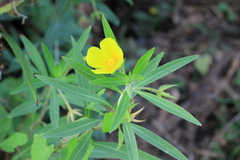 Ludwigia grandiflora