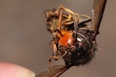 Vespa velutina