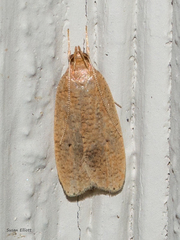 Psilocorsis reflexella