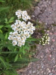Achillea millefolium