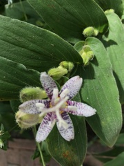 Tricyrtis formosana