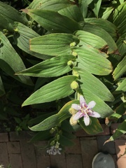 Tricyrtis formosana