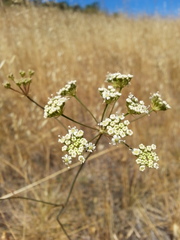 Perideridia kelloggii