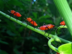 Sephina