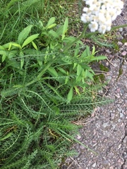 Achillea millefolium
