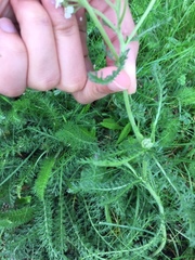 Achillea millefolium