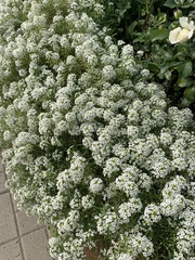 Lobularia maritima