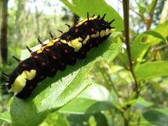 Papilio clytia