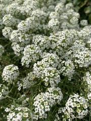 Lobularia maritima